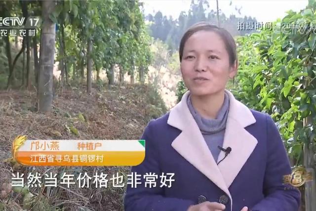 代理拉卡拉：江西男子承包500亩荒山，如今荒山变成聚宝盆，年销售额800多万元