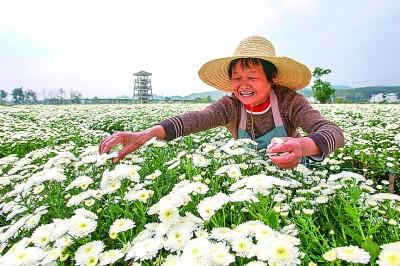 一清POS机：抱团聚力让兴村富民火更旺